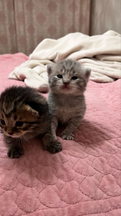 котята котята котята