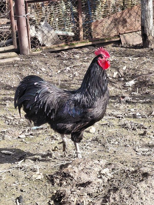 Cocosi australorp