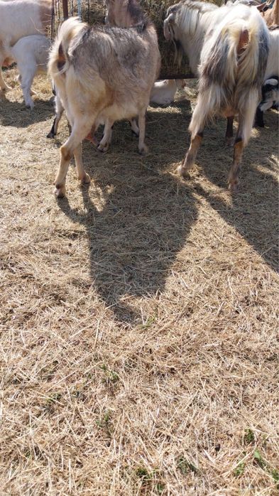 Vand 5 capre 1 tap si 8 iezi