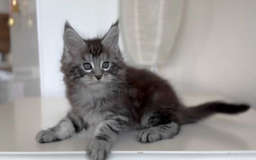 Котенца мейн кун