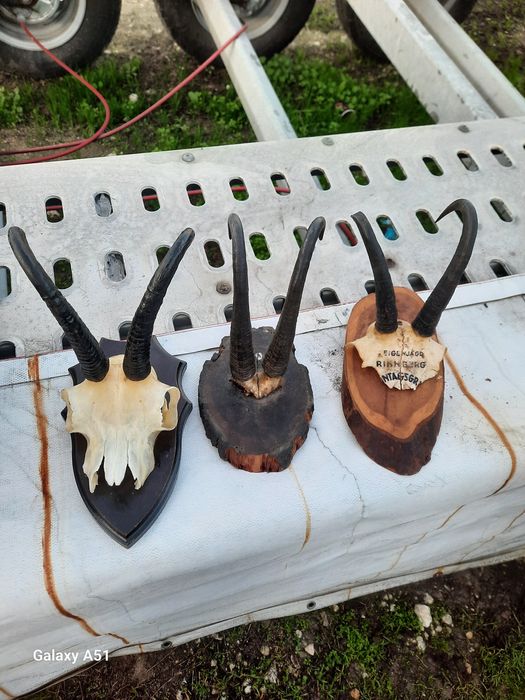 Рога от коза. Истински.