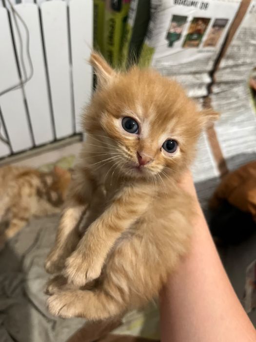 Котята в добрые руки
