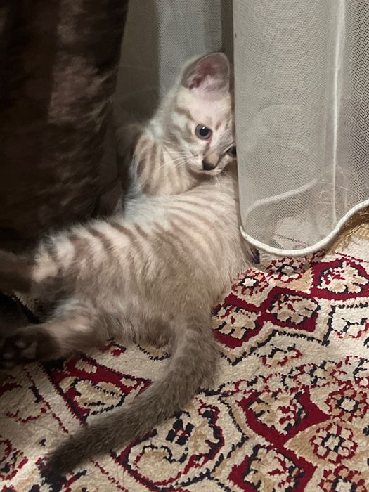 Продаю котенка(девочка)