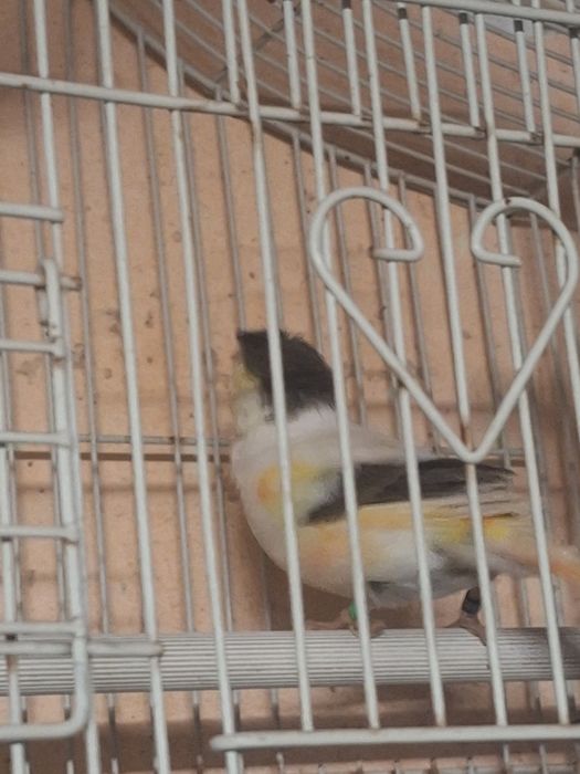 Vand o pereche de papagali  canari portughez