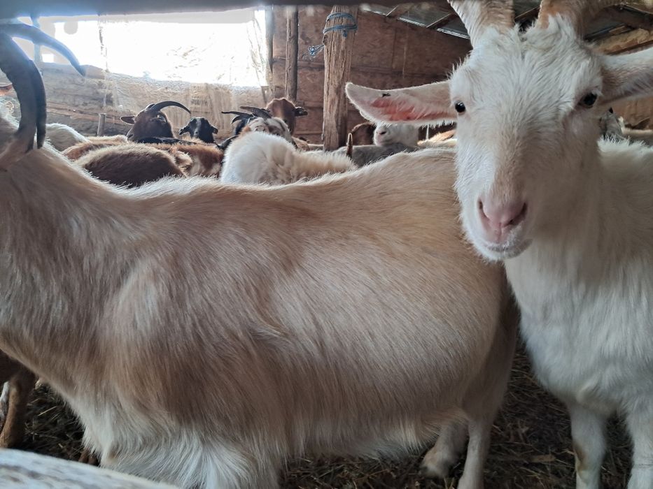 Se vand   70 Capre , 12 Edute .