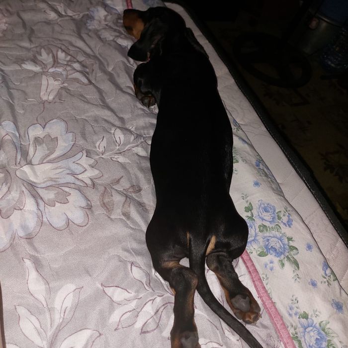 Такса, кабель - 8 месяцев