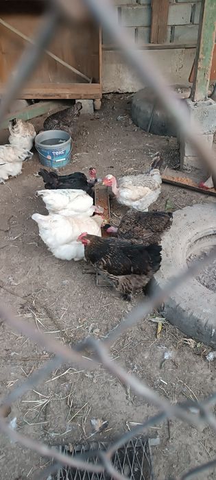 Продам кур домашних