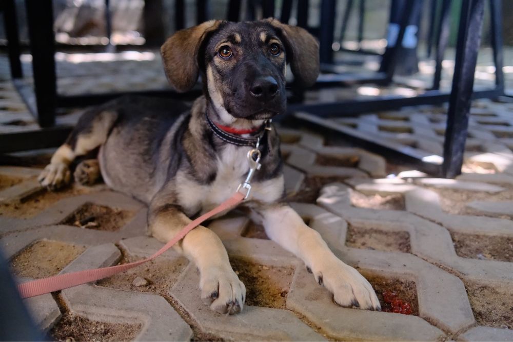 Cățeluși de adoptat