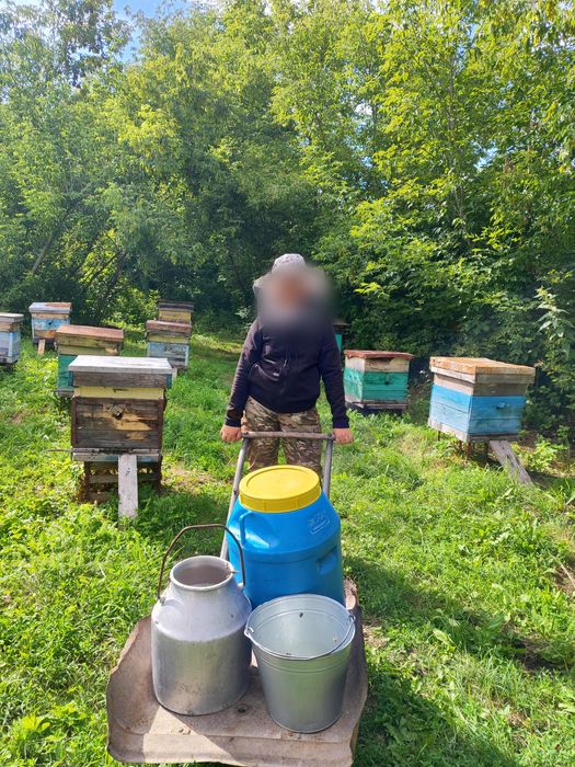 Продам Катон-Карагайский мёд