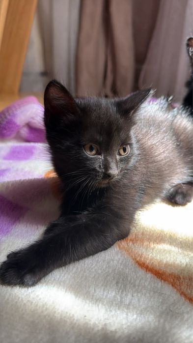 Отдам котят в хорошие руки