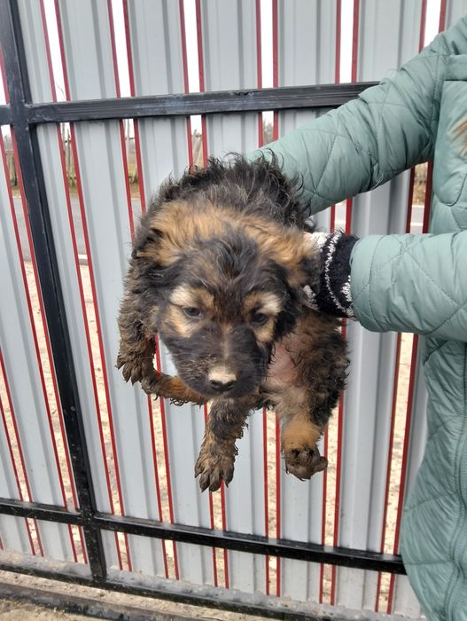 Donez cățeluș, 2 luni