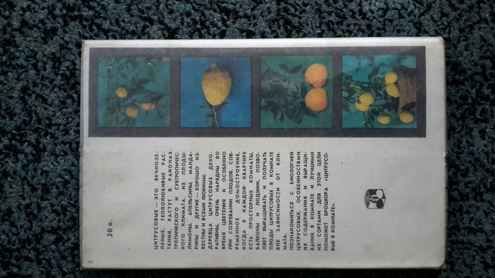 Цитрусовые в комнате