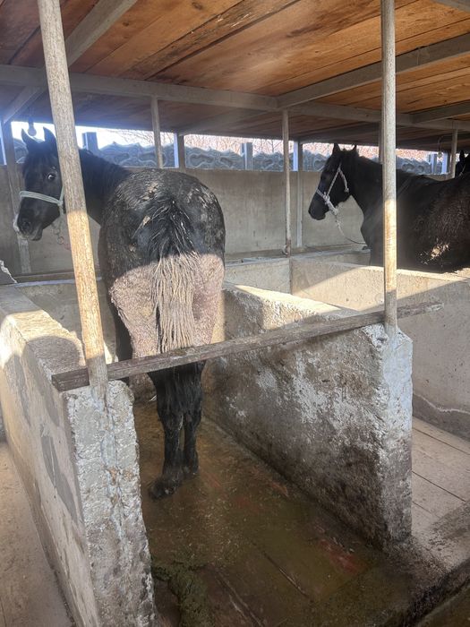 Бордақы жылқылар