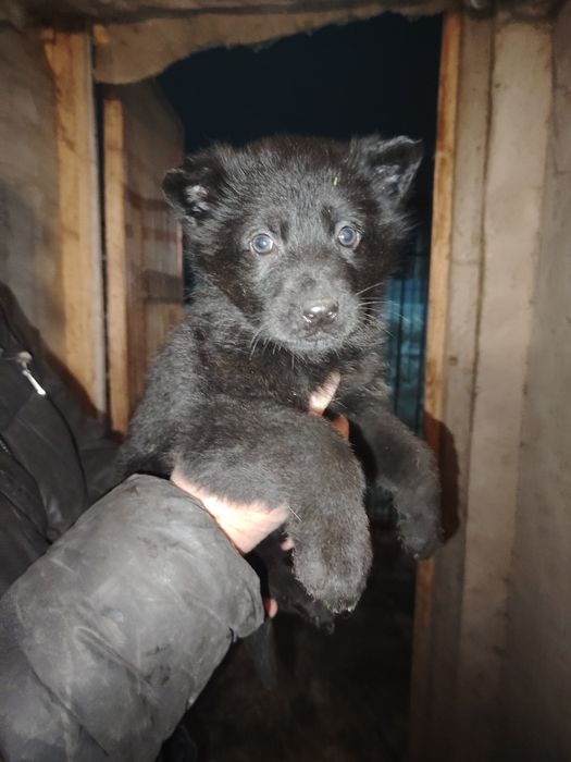 Продам щенка немецкой овчарки