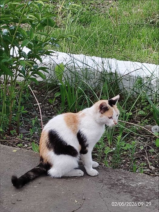 pisica castrata si catelus - livrez personal in Ploiesti sau apropiere (sate)