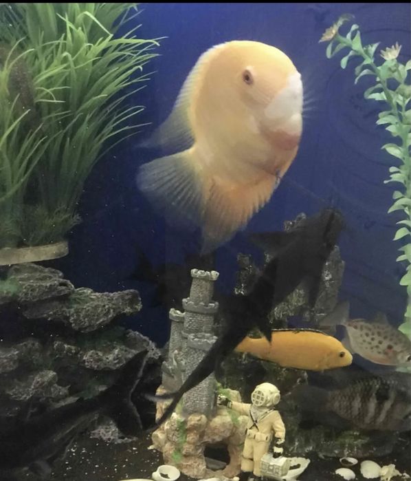 Аквариум с рыбками.