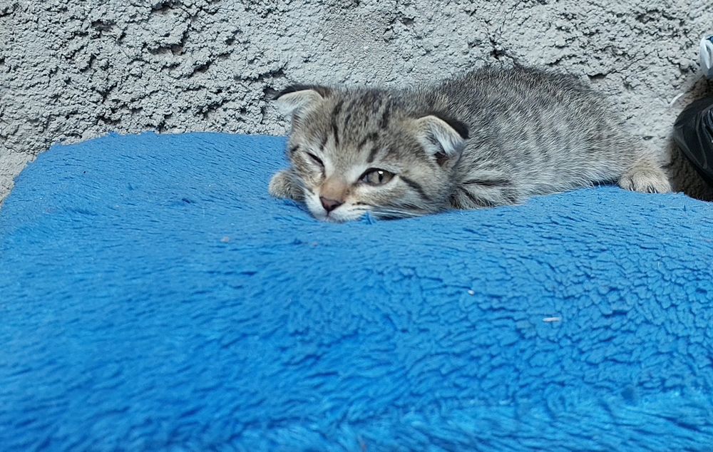 Продаются породистые котята