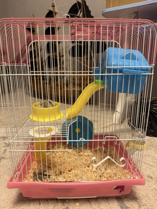 Продам двух хомячков очень милые и красивые