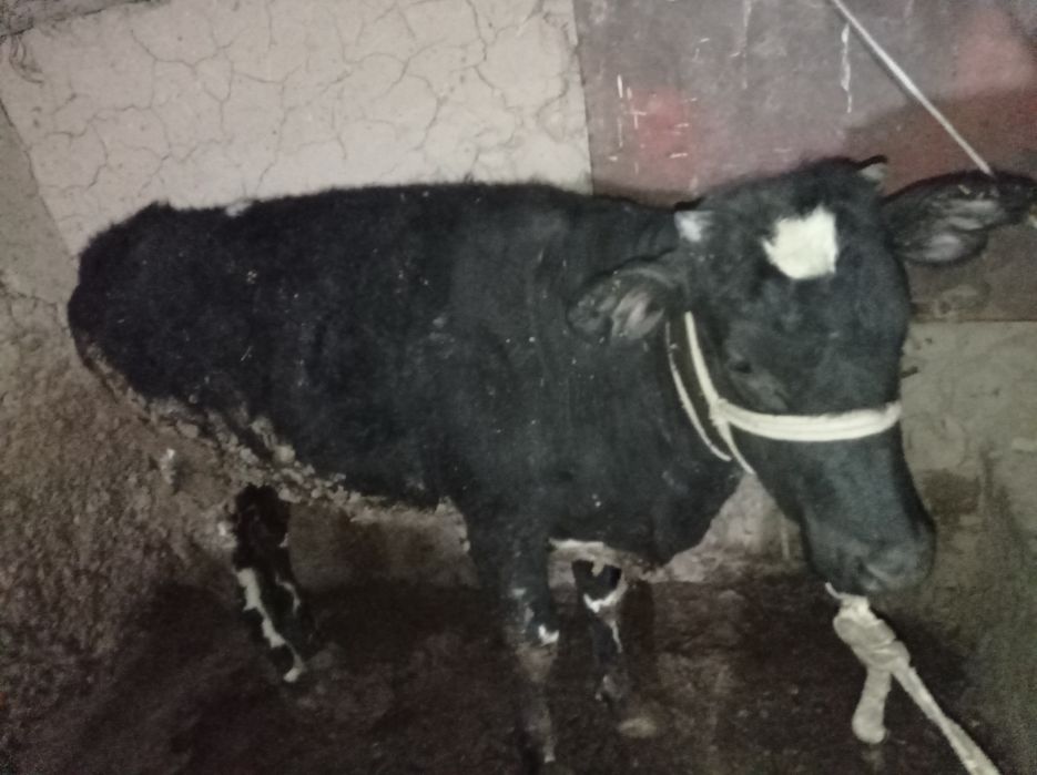 Согым Тайнша телка