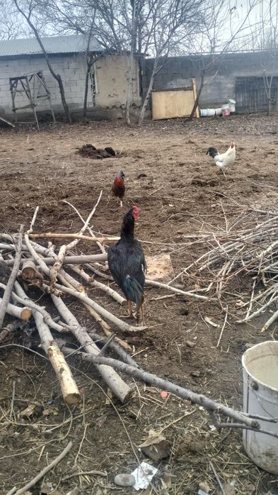 Майский кораз  сатылаады