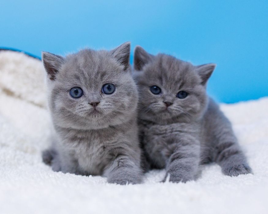 Британские котята голубого окраса