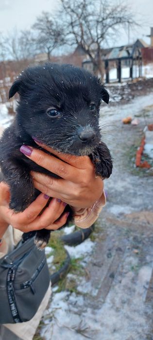 щенки маленькие уже едят сами