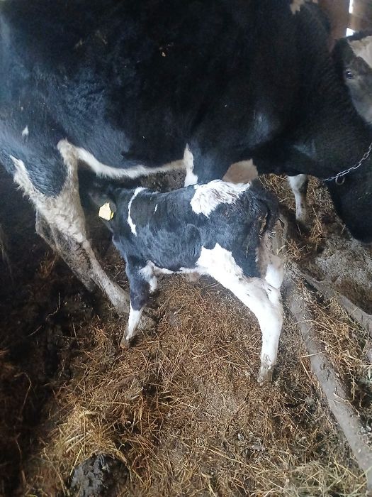 Vand un tauras sugar