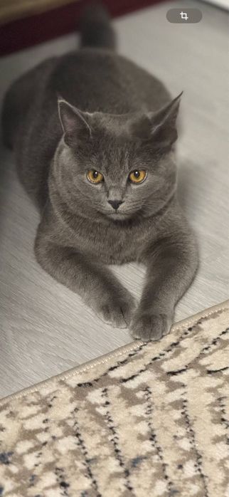 Британский короткошёрстную