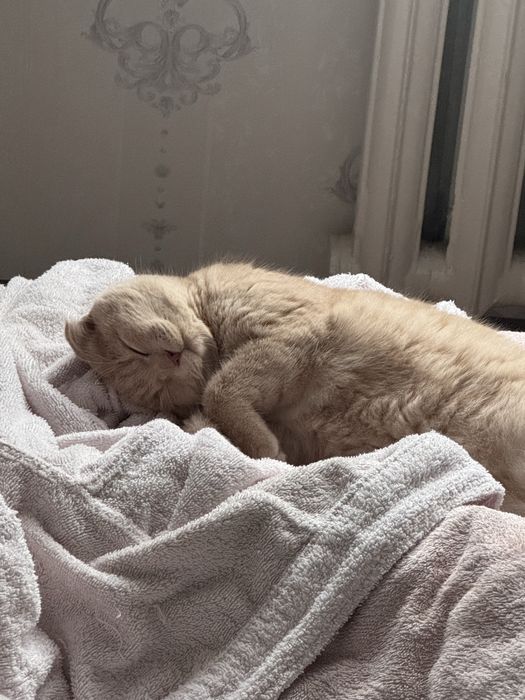 Кошка вислоуха Scotland