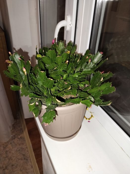 Шлюмбергена или декабрист