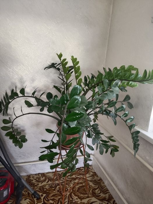 Долларовый дерево