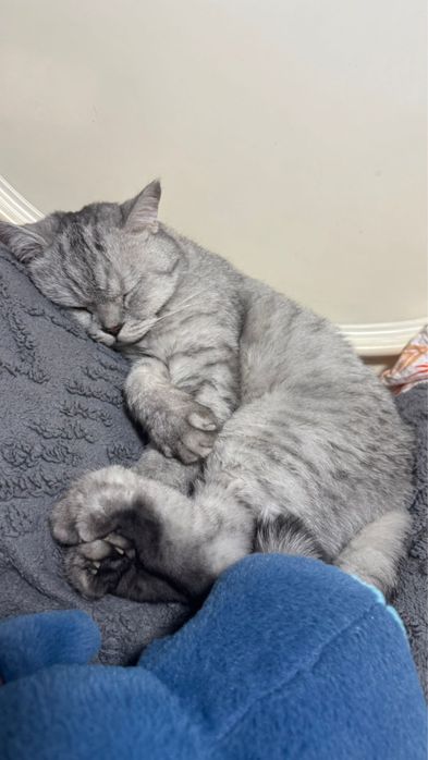 Кошка веслоухи швецар