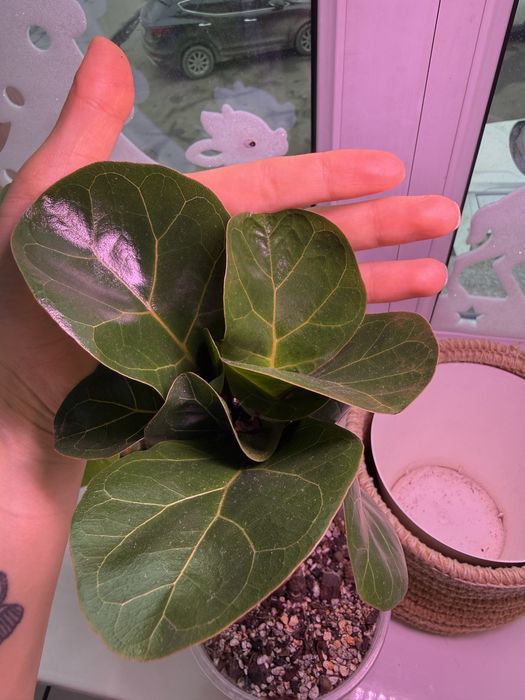 Продается Фикус Лирата