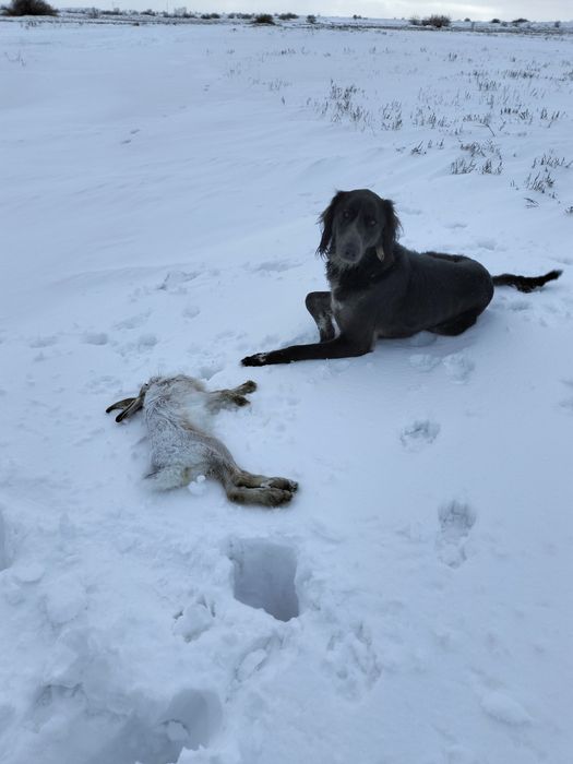 Қазақы құмай тазы