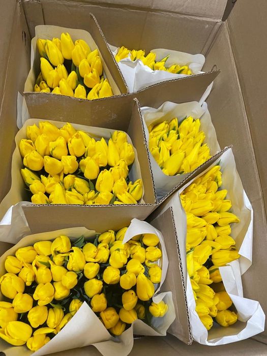 Тюльпаны местные