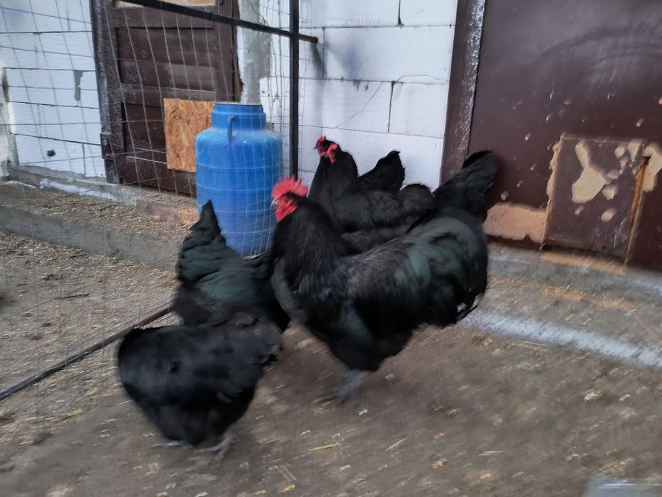 Oua incubat australorp negru