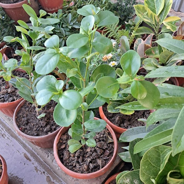 Домашние цветы Мырзакент