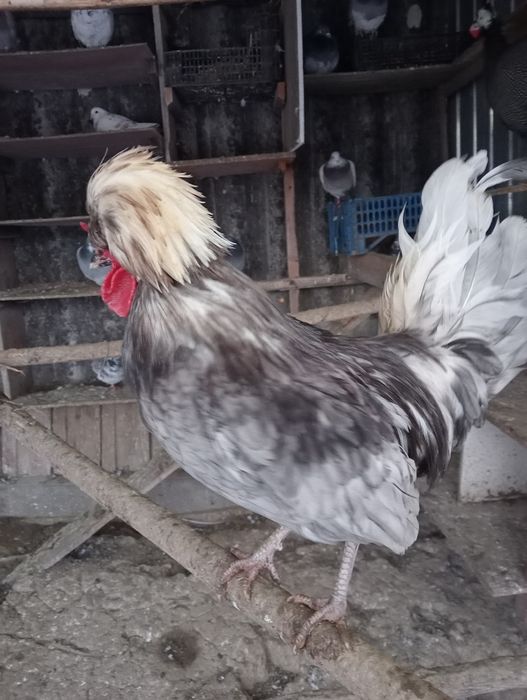 Doi cocosi pitici moțați de vânzare