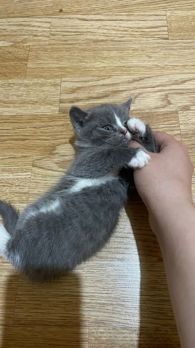 Продам котят братанец