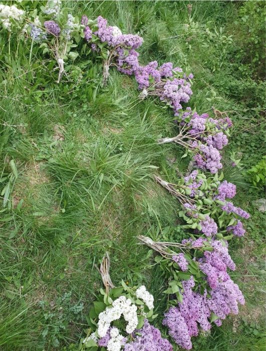 Продам Свежие Сирень оптом