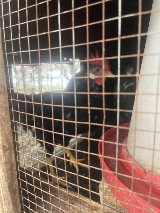 Cocosi rasa italiana