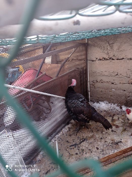 Продается Индюк вес 5-6кг примерно