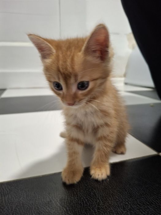 Отдам котят в хорошие руки