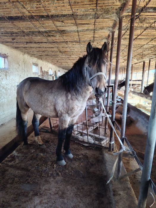 Айғыр 6жасар Айғыр