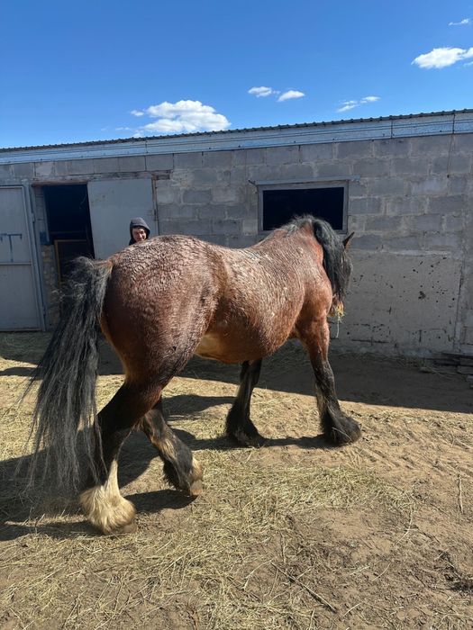 Продам жеребца 7 лет