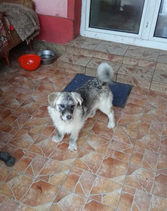 Cățelușă 6 luni, sterilizată