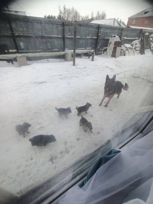 Щенки Бодрые красивые