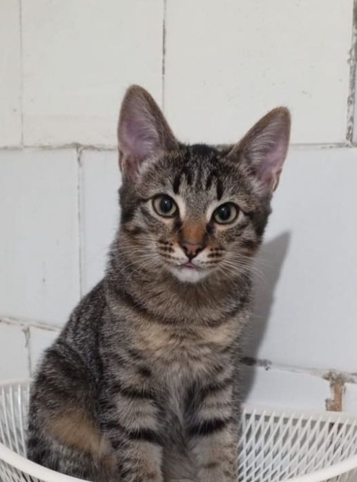 Отдам в добрые руки, срочно!