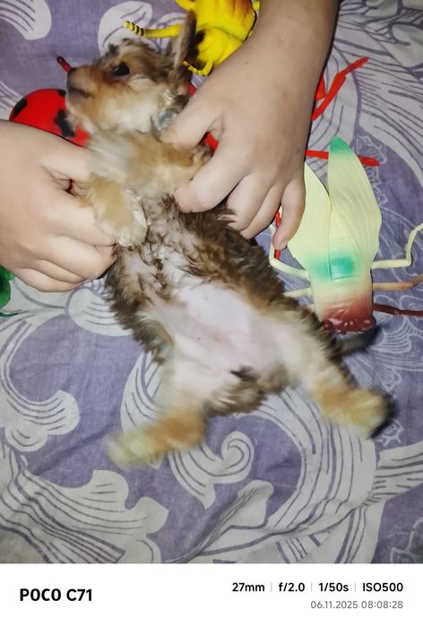 Щенок йоркширский терьер