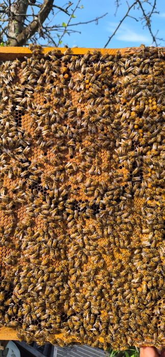 Matci imperecheate buckfast carnica si carpatina stupi regine albine